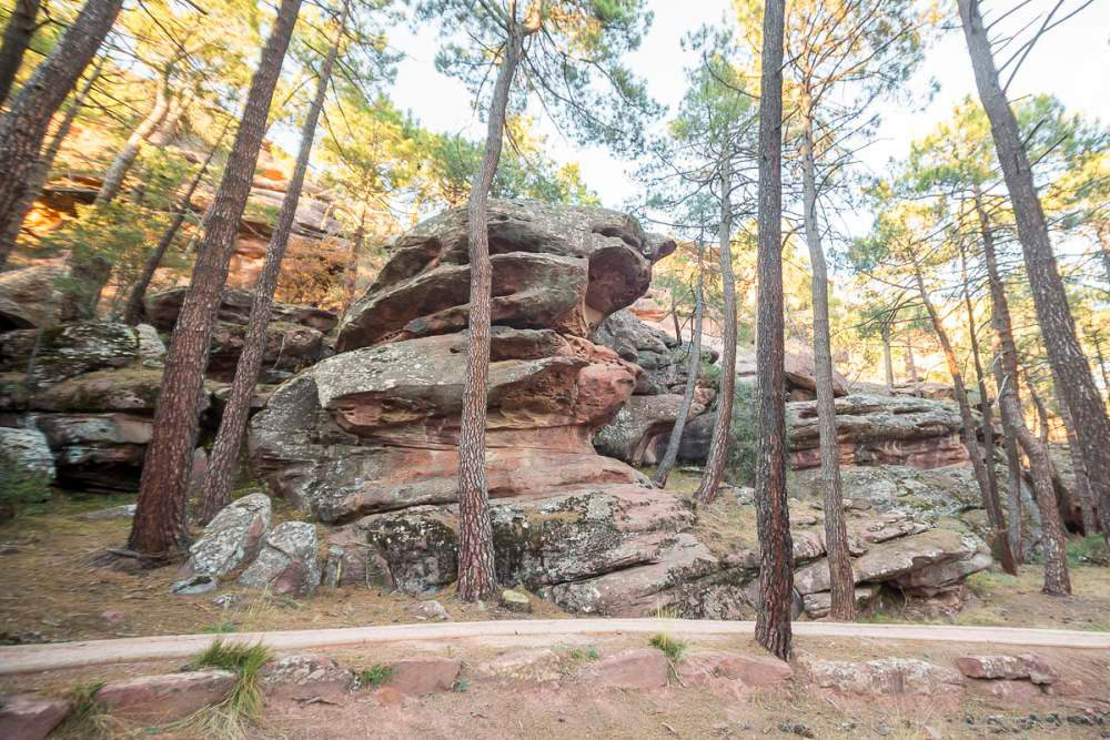 pinares-del-rodeno-gea-de-albarracin-5