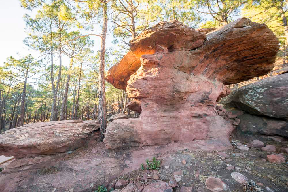 pinares-del-rodeno-gea-de-albarracin-6